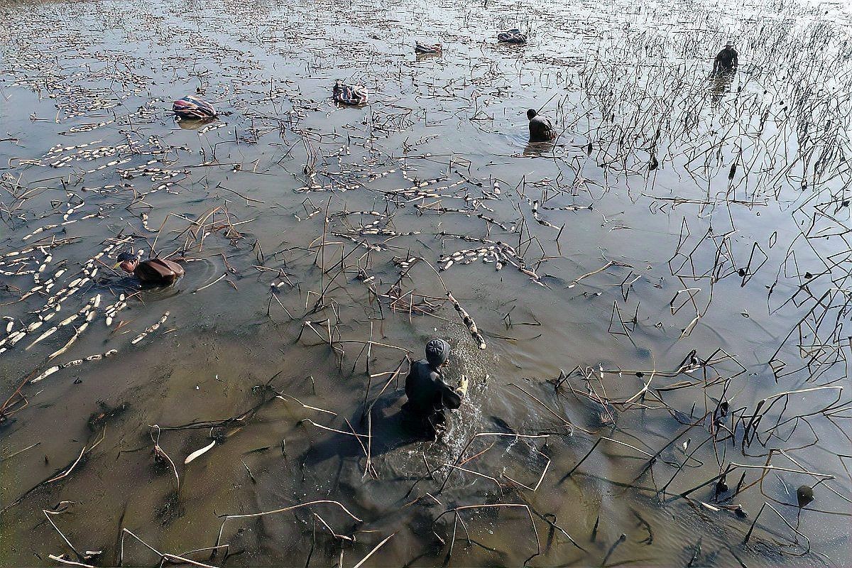 龍魚死后的正確處理方法