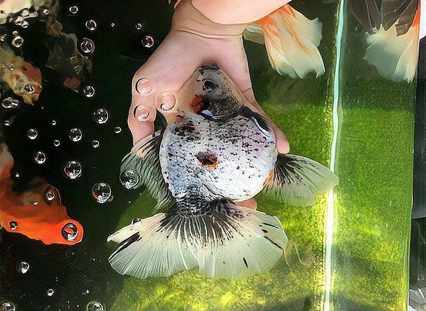 龍魚死后的正確處理方法