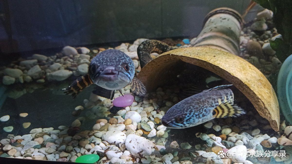 眼鏡蛇雷龍能和金龍魚混養嗎