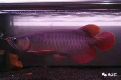 頂級龍魚價格：如何辨別頂級龍魚的基因優劣，頂級龍魚的價格差異