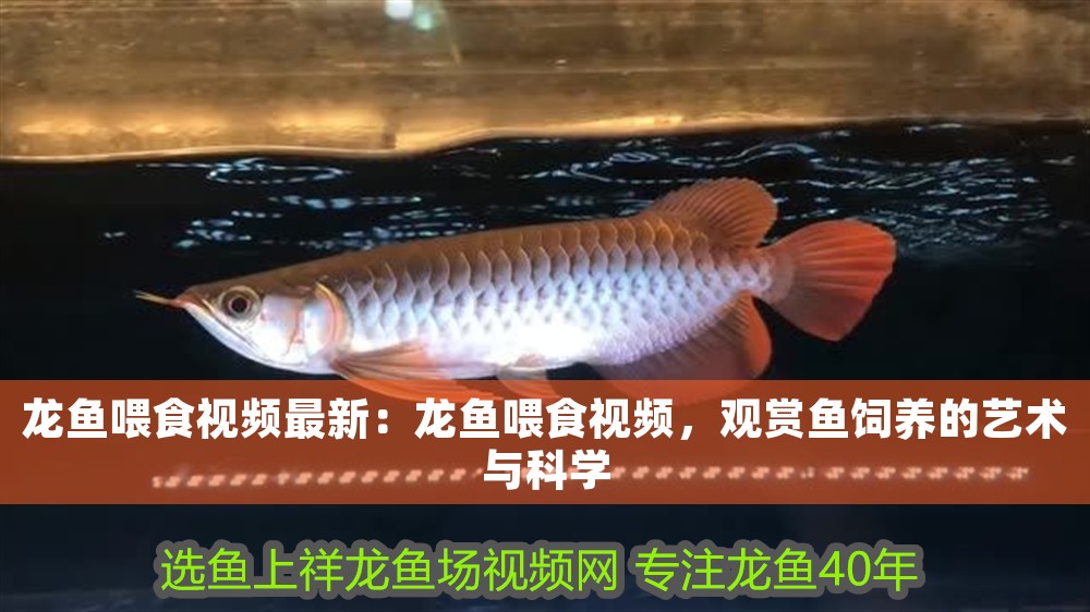 龍魚喂食視頻最新：龍魚喂食視頻，觀賞魚飼養的藝術與科學