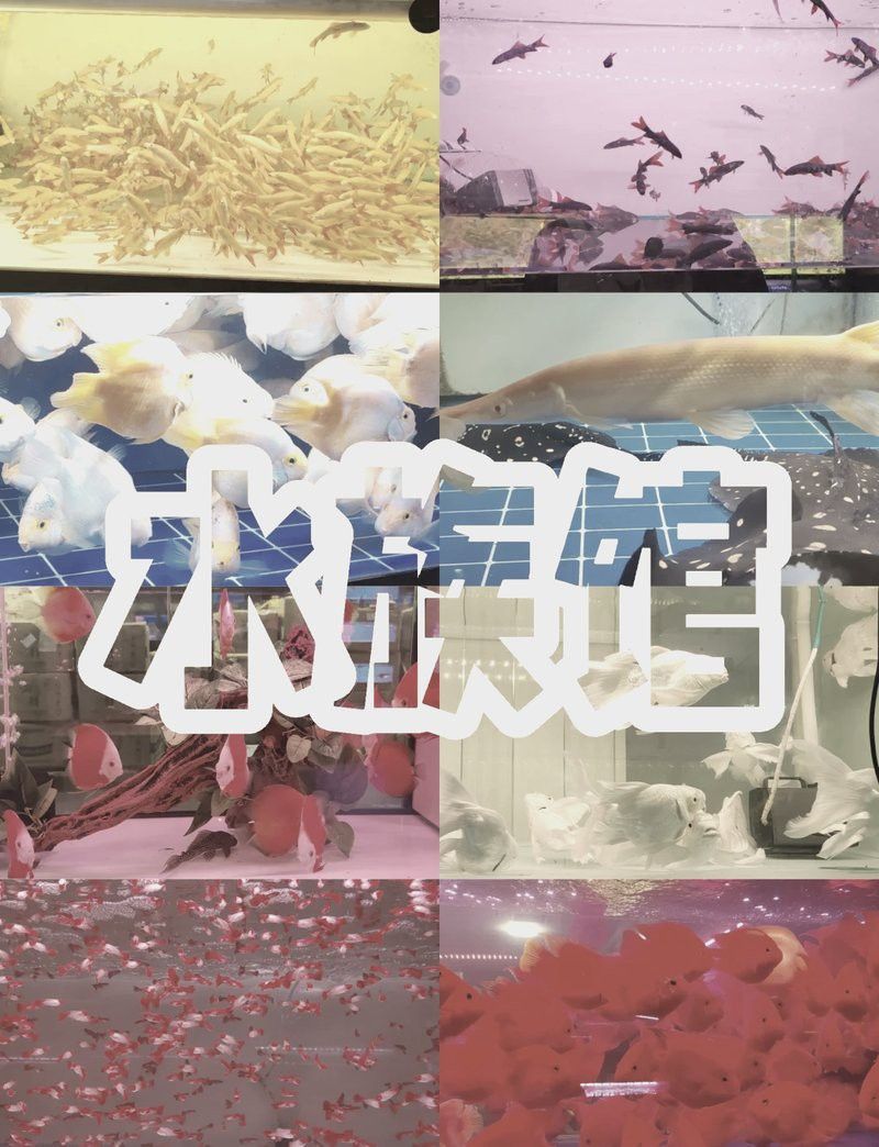 天津哪里賣龍魚比較好的地方