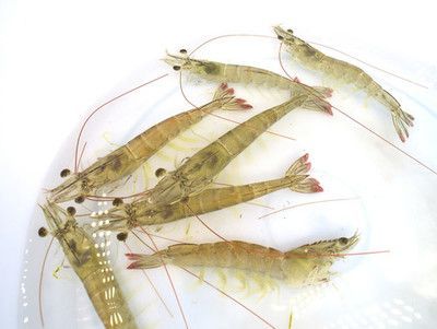 金龍魚可以喂活蝦嗎怎么喂：金龍魚可以喂活蝦嗎？