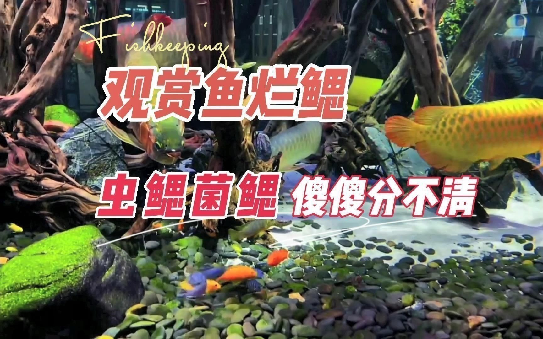 魚鰓蓋損壞后如何緊急處理？