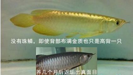 高背金龍魚怎么上金質魚：淺談高背金龍魚飼養的方法
