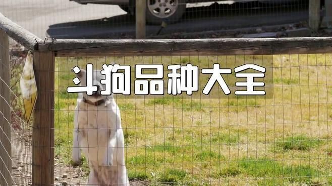 賽犬一般是什么品種