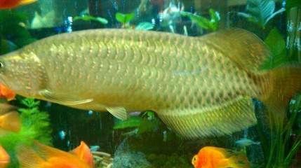 點星龍魚多大（星點龍魚的壽命有多大）