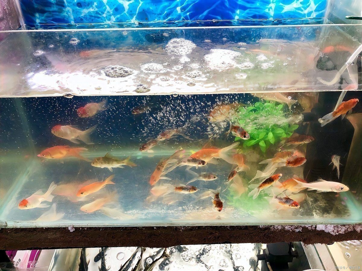 六角龍多久消毒一次缸？