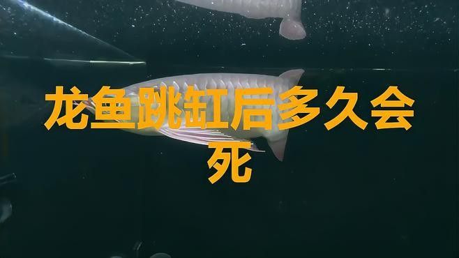 龍魚跳缸摔了一下會不會死？