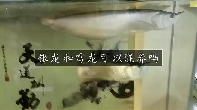 雷龍魚銀龍魚混養