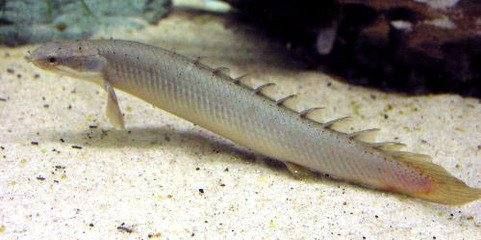 三角恐龍魚吃什么？（三角恐龍魚幼魚專用飼料）