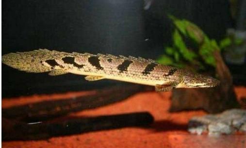 三角恐龍魚吃什么？（三角恐龍魚幼魚專用飼料）