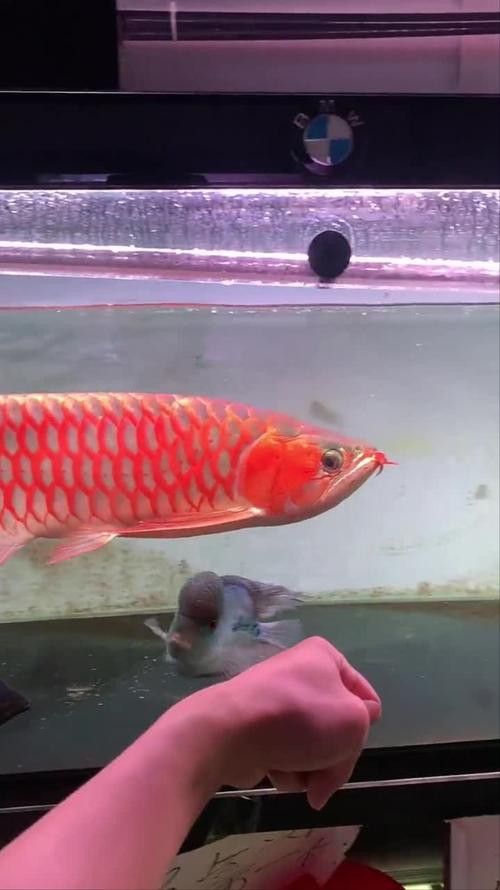 有沒有紅龍魚高清豎屏壁紙？
