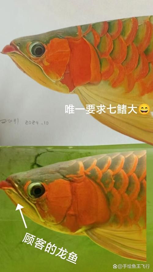 有沒有紅龍魚高清豎屏壁紙？