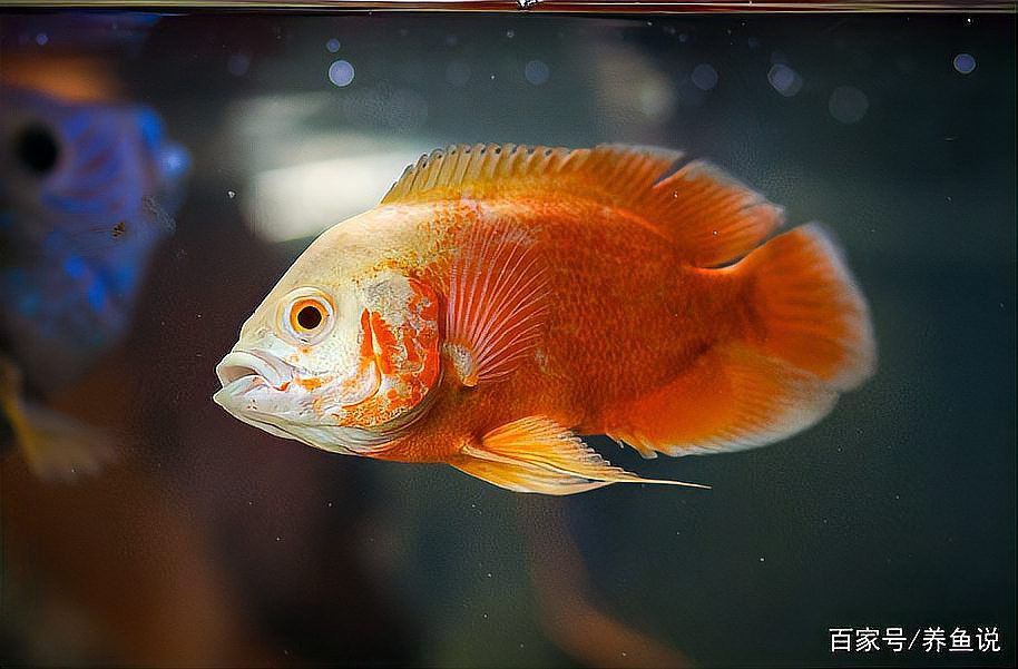 地圖魚能否與鸚鵡魚招財魚龍魚混養嗎