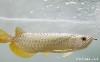 單條龍魚能生蛋嘛怎么養的：單條龍魚能夠生蛋嗎？ 單條龍魚能生蛋嘛怎么養的：單條龍魚能夠生蛋嗎？ 龍魚百科 第2張