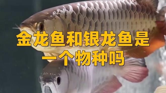 銀龍魚與金龍魚區別在哪