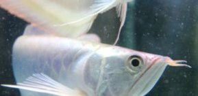 如何調(diào)整銀龍魚的食量？