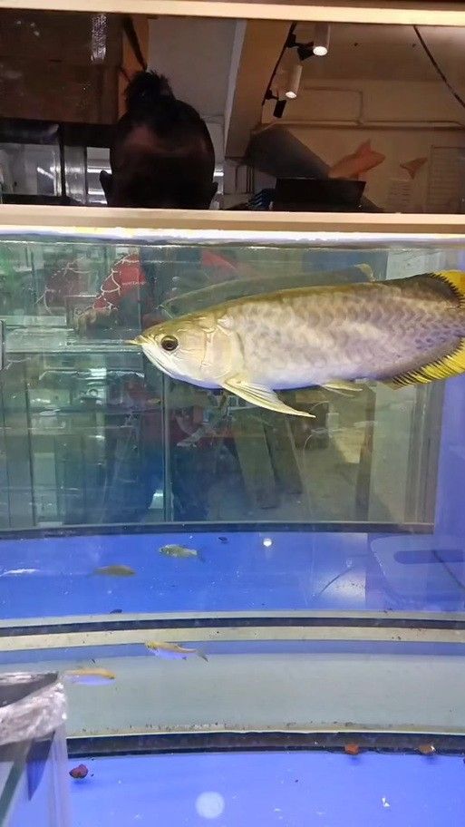 青龍魚是什么魚圖片大全視頻