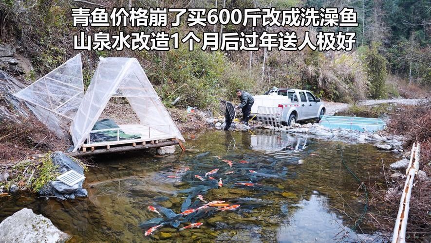 青龍魚是什么魚圖片大全視頻