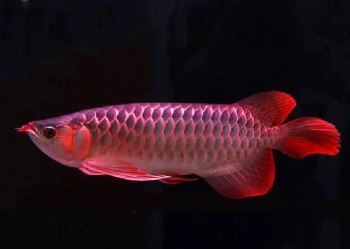 青龍魚是什么魚圖片大全視頻