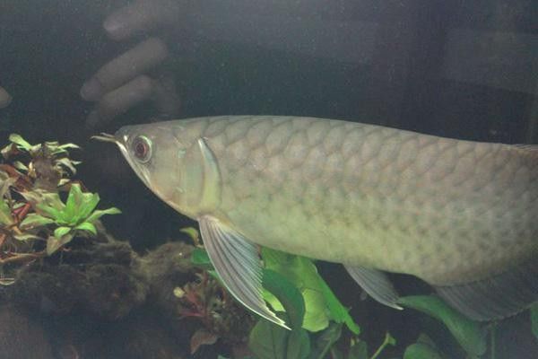 青龍魚是什么魚圖片大全視頻