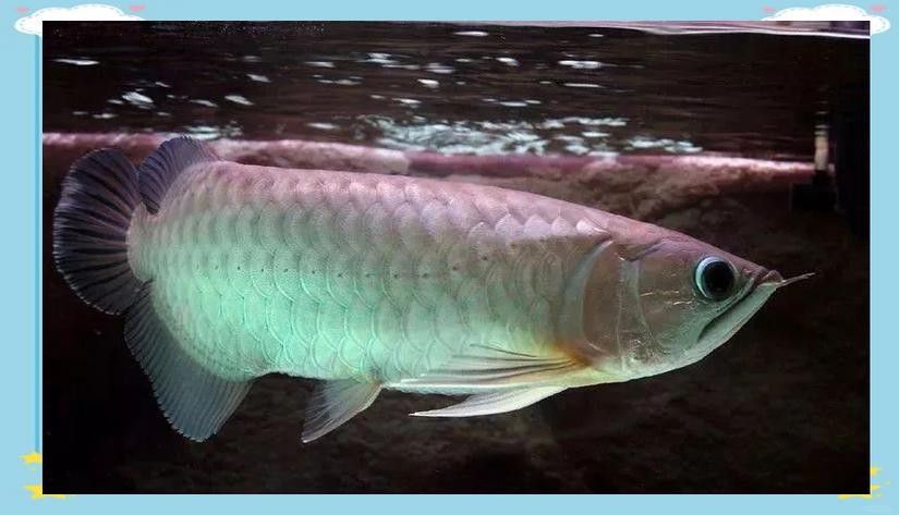 青龍魚是什么魚圖片大全視頻