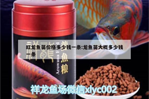 龍魚苗價格多少：龍魚苗價格一般多少錢