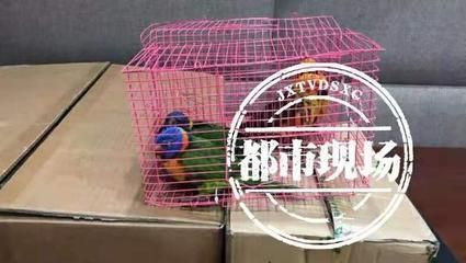 龍魚保護動物和鸚鵡烏龜案的區別：人工繁育的野生動物可以合法買賣嗎？