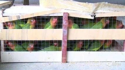 龍魚保護動物和鸚鵡烏龜案的區別：人工繁育的野生動物可以合法買賣嗎？