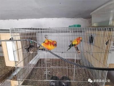 龍魚保護動物和鸚鵡烏龜案的區別：人工繁育的野生動物可以合法買賣嗎？
