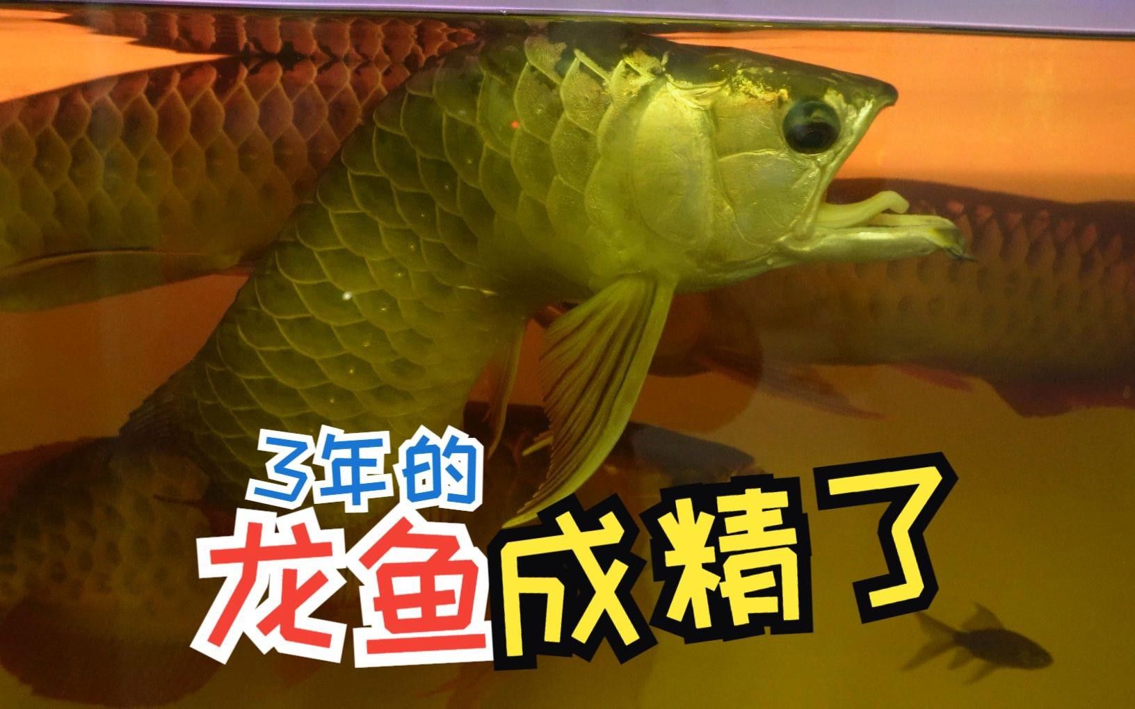 如何設置過背金龍的水質參數？