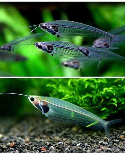 雷龍魚可以和別的魚混養嗎圖片