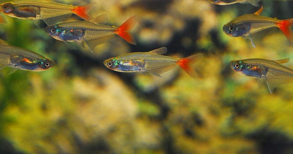 雷龍魚可以和別的魚混養嗎圖片