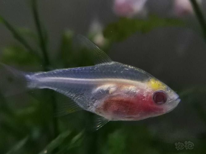 雷龍魚可以和別的魚混養嗎圖片