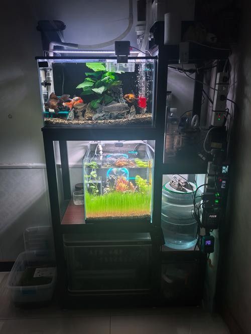 雷龍魚可以和別的魚混養嗎圖片
