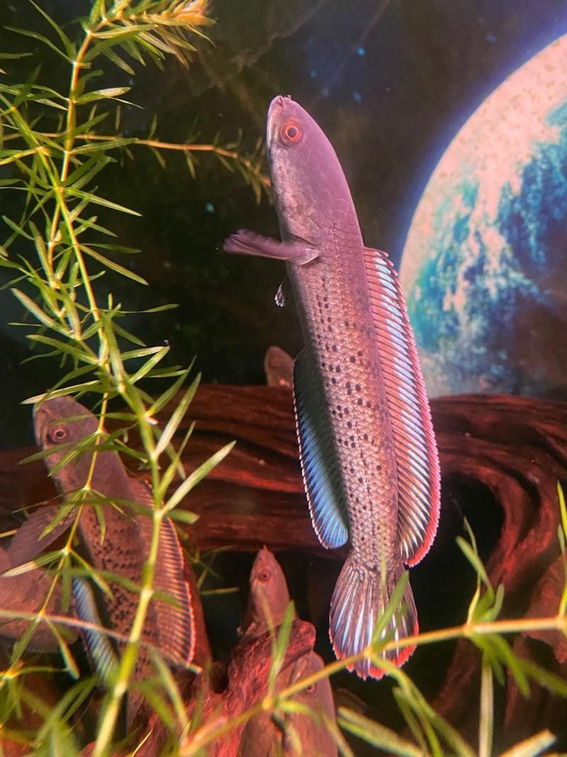 雷龍魚可以和別的魚混養嗎圖片