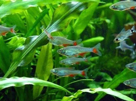 雷龍魚可以和別的魚混養嗎圖片