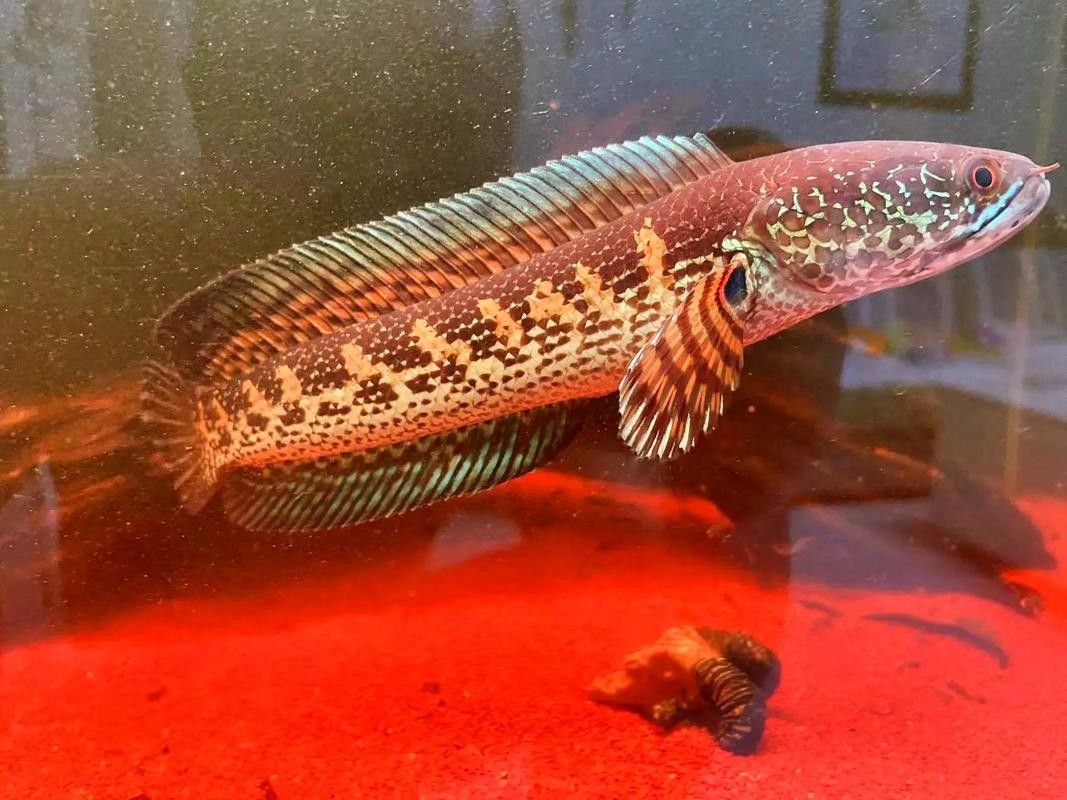 雷龍魚可以和別的魚混養嗎圖片