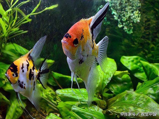 紅龍魚的最佳繁殖水溫是多少？