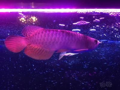 豬鼻龜和金龍魚能混養(yǎng)嗎（豬鼻龜和金龍魚可以混養(yǎng)嗎？）