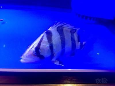 豬鼻龜和金龍魚能混養(yǎng)嗎（豬鼻龜和金龍魚可以混養(yǎng)嗎？）