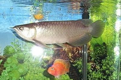 魚缸魚眼睛發白什么原因引起的（如何改善魚缸水質防止細菌感染）