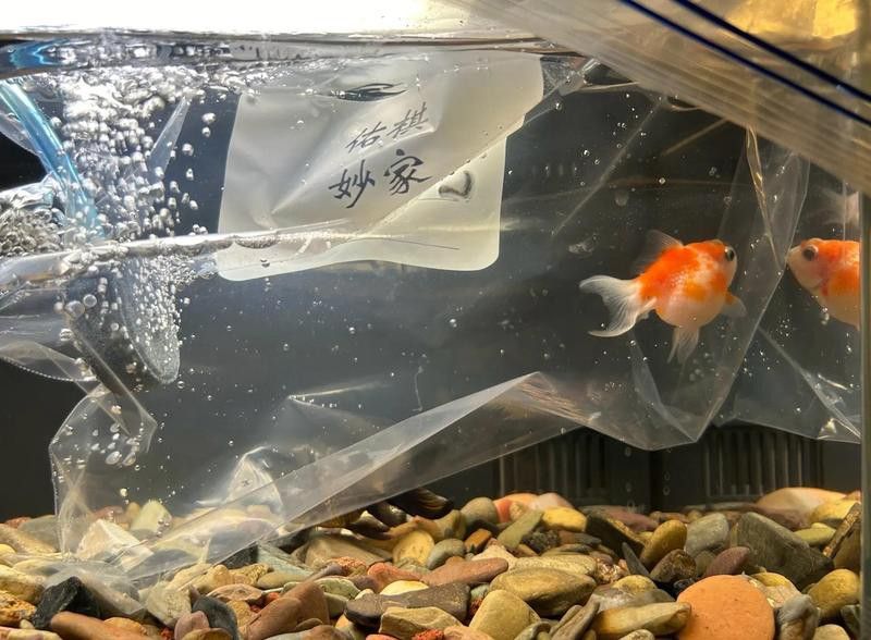 龍魚生病了需要隔離嗎？