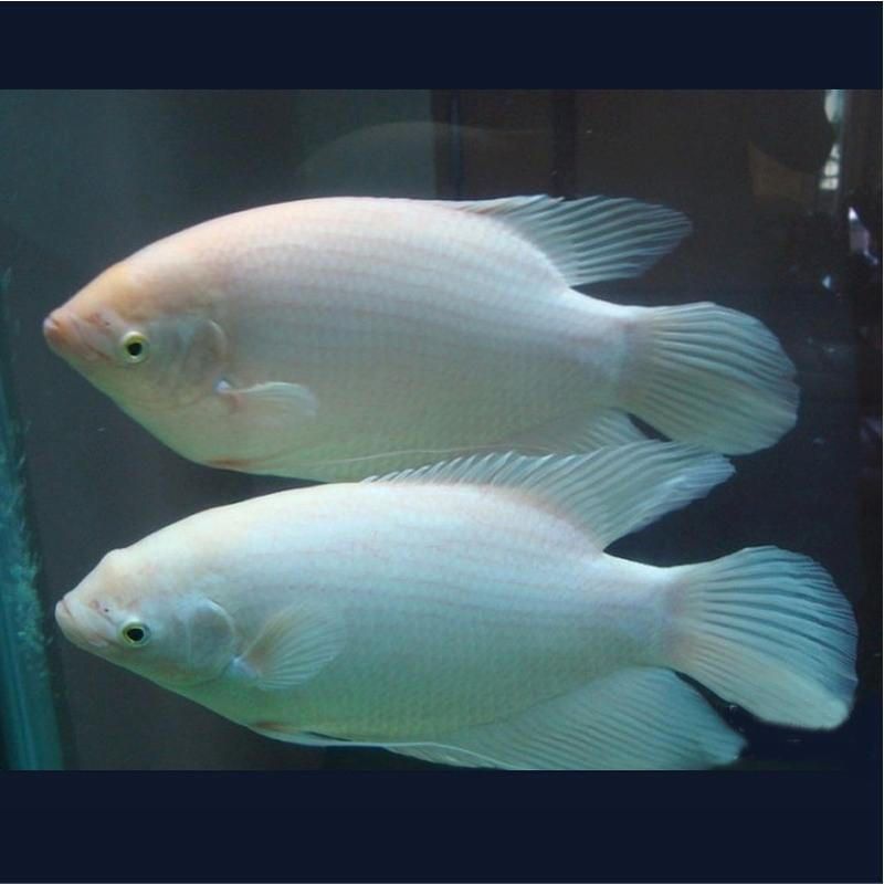 金龍魚紅眼好不好養（金龍魚紅眼日常護理要點金龍魚紅眼日常護理要點）