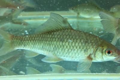 金龍魚紅眼好不好養（金龍魚紅眼日常護理要點金龍魚紅眼日常護理要點）