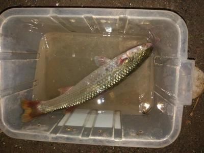 金龍魚紅眼好不好養（金龍魚紅眼日常護理要點金龍魚紅眼日常護理要點）