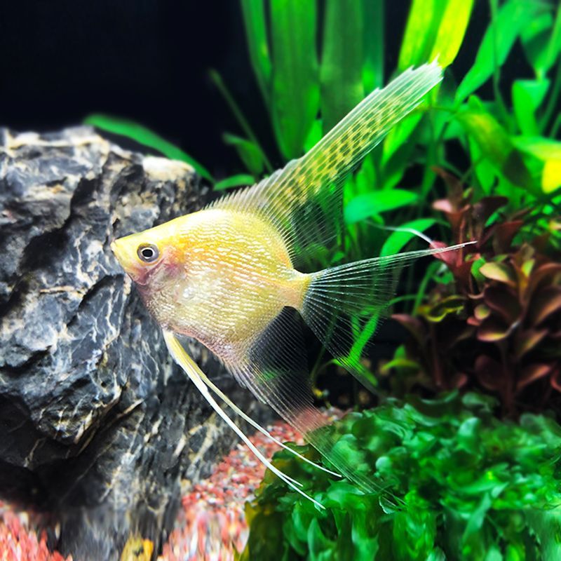 金龍魚紅眼好不好養（金龍魚紅眼日常護理要點金龍魚紅眼日常護理要點）