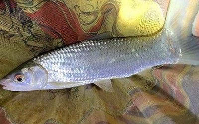 金龍魚紅眼好不好養（金龍魚紅眼日常護理要點金龍魚紅眼日常護理要點）