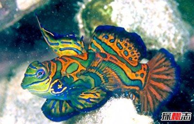 中國十大高檔級(jí)觀賞魚